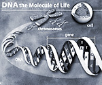 DNA: the molecule of Life